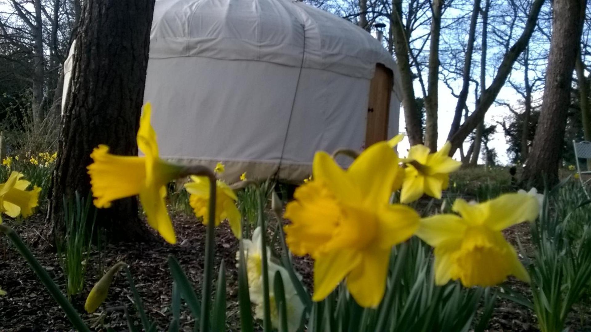 Gingerbread Cottage Yurts Dereham Exterior foto